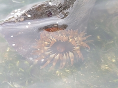 Anemonia sargassensis