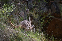 Osphranter robustus erubescens