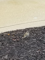 Passer domesticus