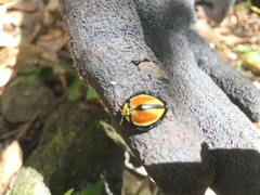 Australoneda bourgeoisi