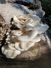 Pleurotus populinus