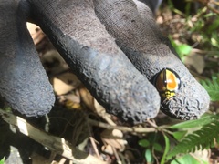 Australoneda bourgeoisi