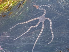 Ophioderma panamense