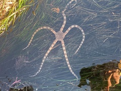 Ophioderma panamense