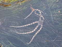 Ophioderma panamense