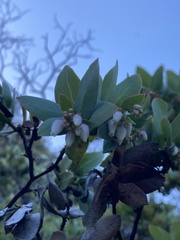 Arctostaphylos pallida