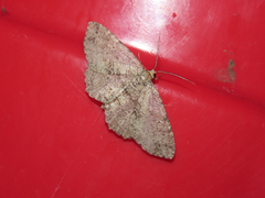 Melanolophia signataria