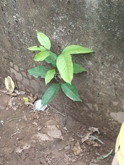 Melicoccus bijugatus