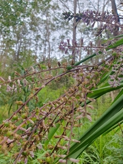 Cordyline stricta