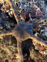 Ophioderma panamense