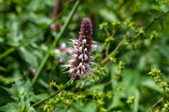 Agastache urticifolia