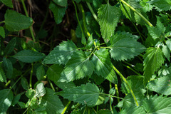 Agastache urticifolia