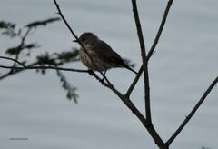 Pyrocephalus rubinus