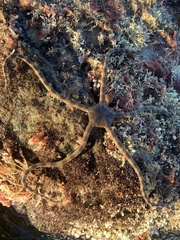 Ophioderma panamense