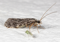 Polycentropus cinereus