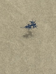Glaucus atlanticus