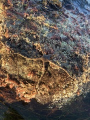 Ophioderma panamense