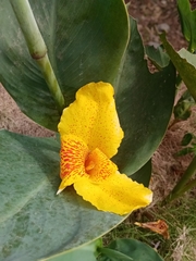 Canna × generalis