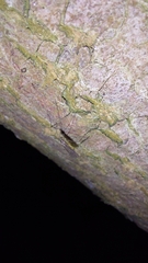 Trichocera