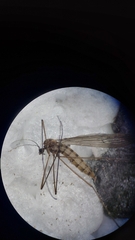 Trichocera