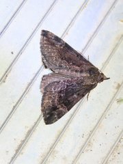 Hypena palparia