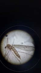 Trichocera