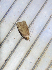 Agonopterix canadensis
