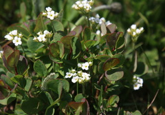 Androsace obtusifolia