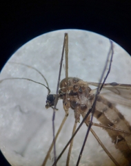 Trichocera
