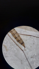 Trichocera