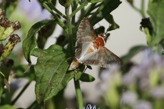 Melipotis acontioides