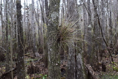 Tillandsia bartramii