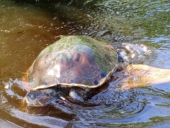 Trachemys grayi grayi