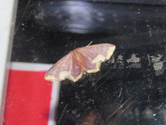 Lophosis labeculata