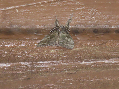 Dasychira vagans