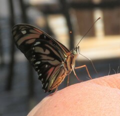 Dione vanillae lucina