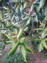 Miconia impetiolaris
