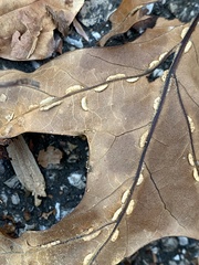 Macrodiplosis qoruca