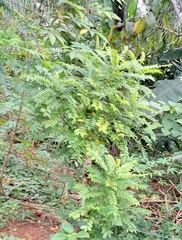 Spondias purpurea