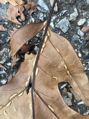 Macrodiplosis qoruca