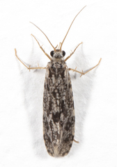 Polycentropus cinereus