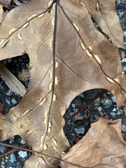 Macrodiplosis qoruca