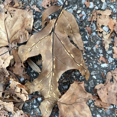 Macrodiplosis qoruca