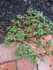 Portulaca oleracea
