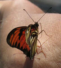 Dione vanillae lucina