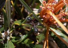 Camponotus intrepidus
