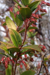 Pieris phillyreifolia