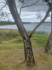 Eucalypteae