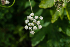 Ligusticum grayi