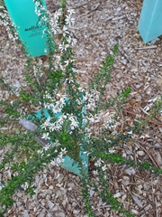 Olearia ramulosa